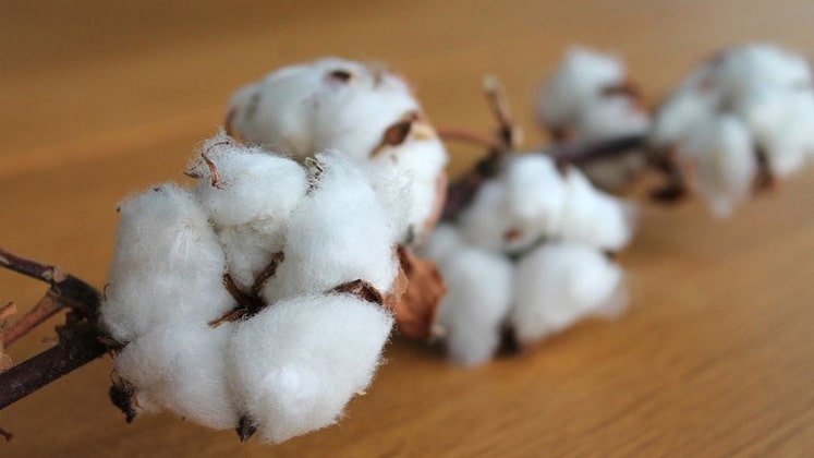 Raising ELS cotton productivity to boost farmer's income – Federation of  Seed Industry of India